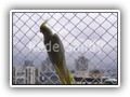 Rede de Prote��o para Aves
